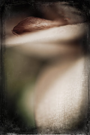 Bromeliad1 fine art photograph
