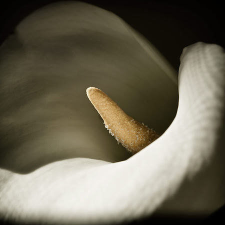 Calla Fine art photograph