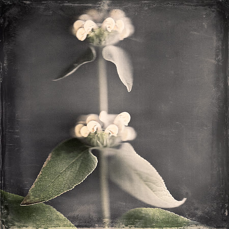 phlomis fine art photograph
