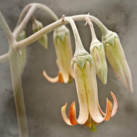Cactus Flower