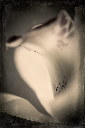 Cymbidium  fine art photograph